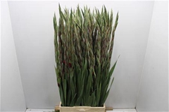 Gladiolus Roma 110cm 130gr.