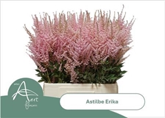 Astilbe Erika 70cm