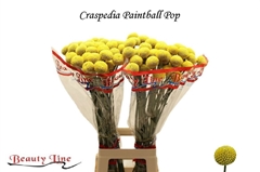 Craspedia Paintball Pop 75cm