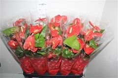 Anthurium Jambo Red 12Ø 50cm