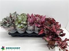 Begonia Leaf Beleaf Mix 12Ø 22cm