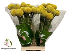 Craspedia Globosa Paintball Popup 70cm
