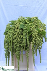 Amaranthus Caudatus Cycloop 80cm