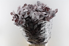 Eucalyptus Cinerea Painted Absorbed Red Per Bunch 70cm 300gr.