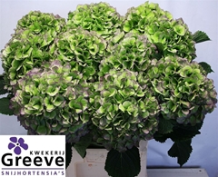 Hydrangea Verena Blue Classic 80cm 22-24cm Hd