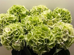 Hydrangea White Verena Classic 80cm 25-27cm Hd