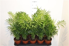 Chamaedorea Elegans 12Ø 50cm