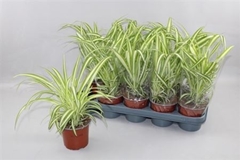 Chlorophytum Variegatum 12Ø 35cm