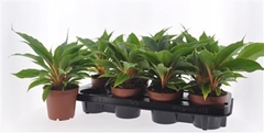 Chlorophytum Fire Flash 12Ø 25cm
