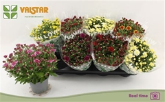 Chrysanth Mix 5 Colours 12Ø 25cm