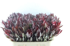 Leucadendron Safari Sunset 70cm