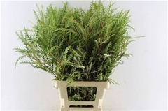 Grevillea Ivanhoe Bronze 80cm