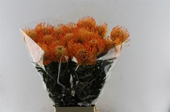 Leucospermum Ayoba Sun 80cm