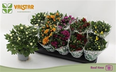 Chrysanth Mix 5 Colours 12Ø 25cm