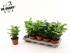 Coffea 12Ø 27cm
