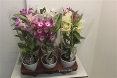 Dendrobium Nobile Cultivars 12Ø 40cm 1st