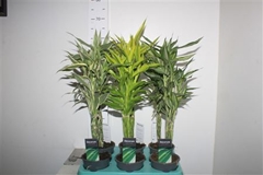 Dracaena Mix 12Ø 50cm