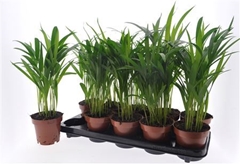 Dypsis Lutescens 12Ø 40cm