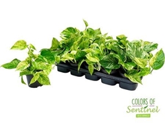 Epipermnum Marble Queen 12Ø 25cm