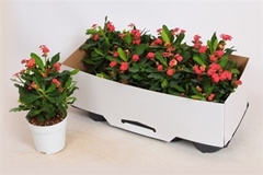 Euphorbia Vulcanus 12Ø 28cm
