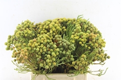 Berzelia Abrotanoides 40cm