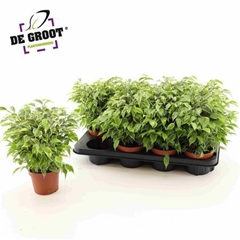 Ficus Benjamina Kinky 12Ø 25cm