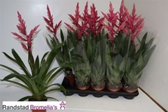 Guzmania Claire 12Ø 60cm