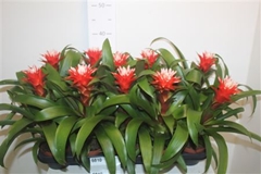Guzmania Hope 12Ø 33cm