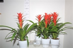 Guzmania Ostara 12Ø 50cm