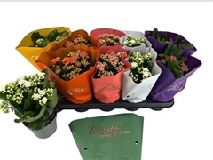Kalanchoe Double Mix 12Ø 25cm