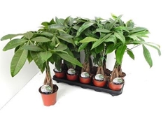 Pachira Aquatica 12Ø 50cm