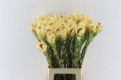 Leucadendron Discolor Pom-Pom 70cm