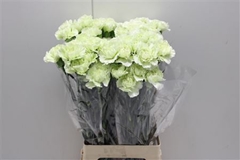 Dianthus Single Prado Mint 75cm