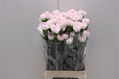 Dianthus Single Yukari Cherry 75cm