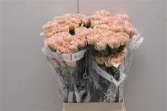 Dianthus Single Lege Marrone 70cm