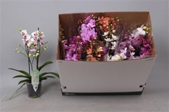 Phalaenopsis Multiflora Mix 8 Colours 12Ø 50cm 2st