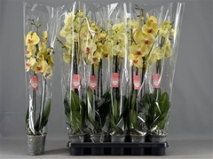 Phalaenopsis Yellow 12Ø 75cm 2st