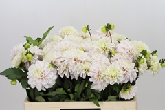 Dahlia Pencil Art Sugar 50cm