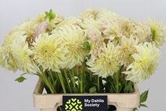 Dahlia KA's Champagne 60cm