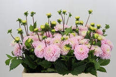 Dahlia Wizard Of Oz 50cm