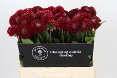 Dahlia Cornel 60cm