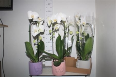 Phalaenopsis Anthura Glasgow 13Ø 60cm