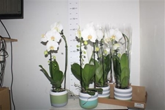 Phalaenopsis Anthura Glasgow 13Ø 60cm