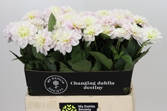 Dahlia Cayen 60cm