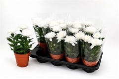 Chrysanth Supernova White 13Ø 30cm