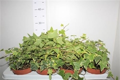 Hedera Helix Yellow Farigata Mix 13Ø 30cm