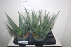 Aloe Vera 14Ø 33cm