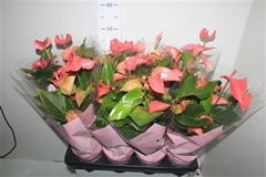 Anthurium Floriclone Romantico 14Ø 50cm