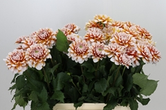 Dahlia Tangarine Dream 60cm