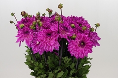 Dahlia Ravelli 60cm